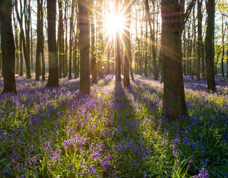 The Brain’s Pathway To Imagination