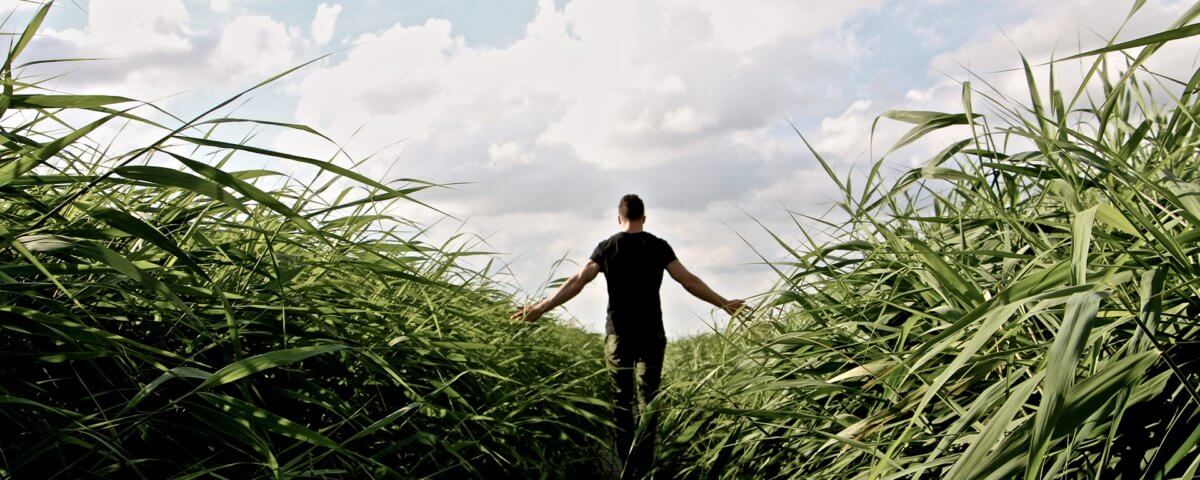 high-grass-1504284_1920