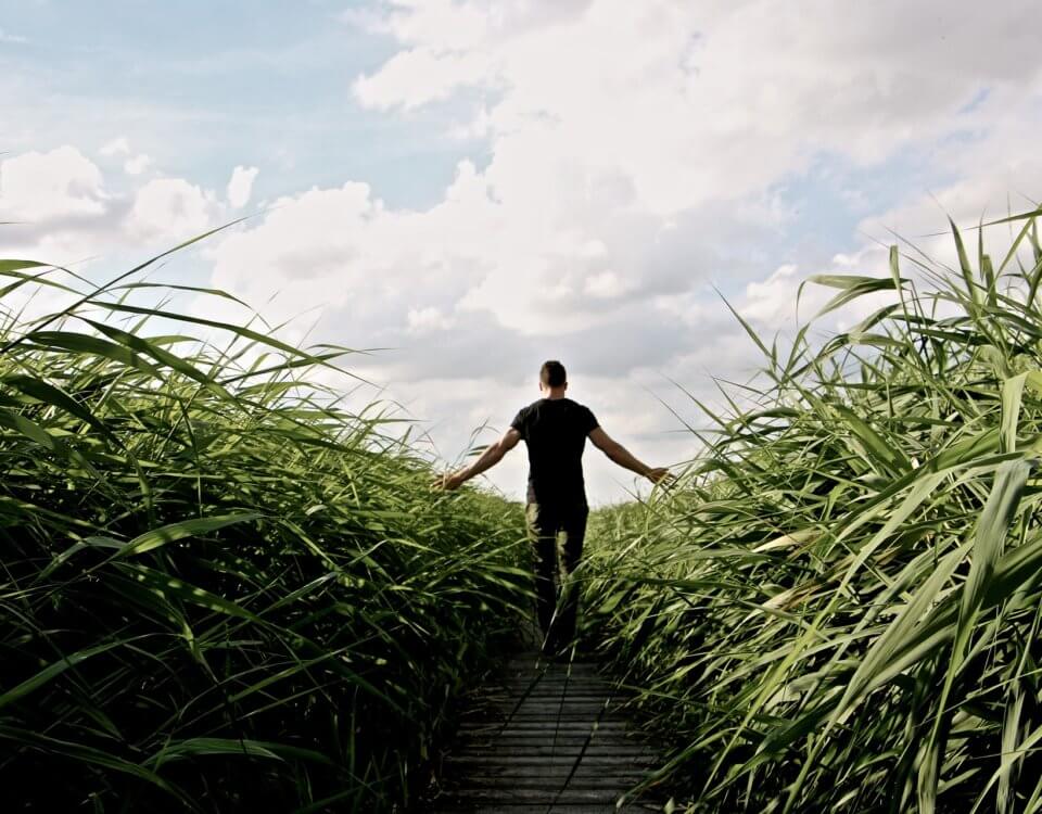 high-grass-1504284_1920