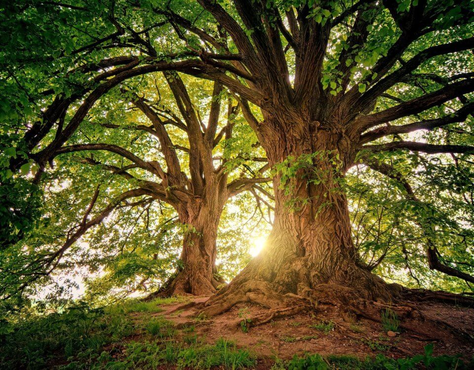 when-great-tree-falls